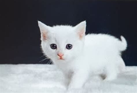 rüyamda beyaz kedi gördüm